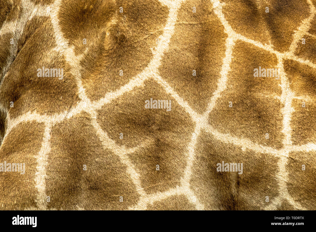 La giraffa camouflage pattern di pelliccia di close-up astratto tema safari metafora Foto Stock
