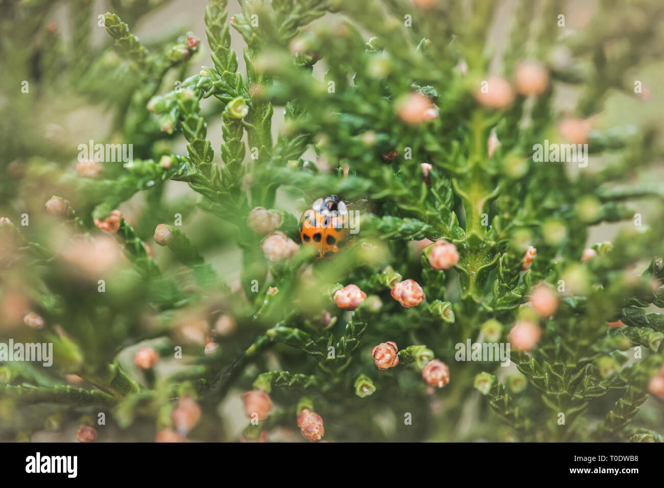 Harlequin ladybird nascondere in una pianta Foto Stock