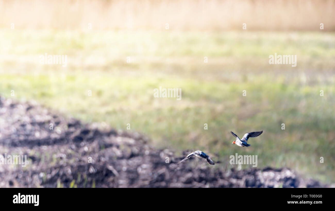 Coppia di wigeons volare sopra le zone umide. Newcastle, Wicklow, Irlanda Foto Stock