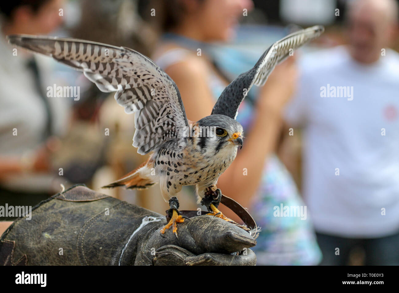 Hawk con ali stese fuori seduto sul guanto di falconeria Foto Stock