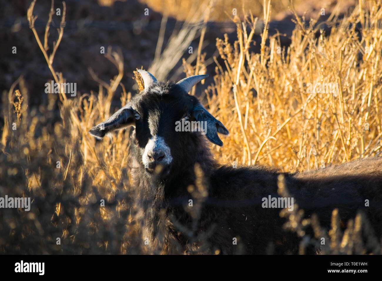 La didascalia di una capra con un aspetto selvaggio Foto Stock