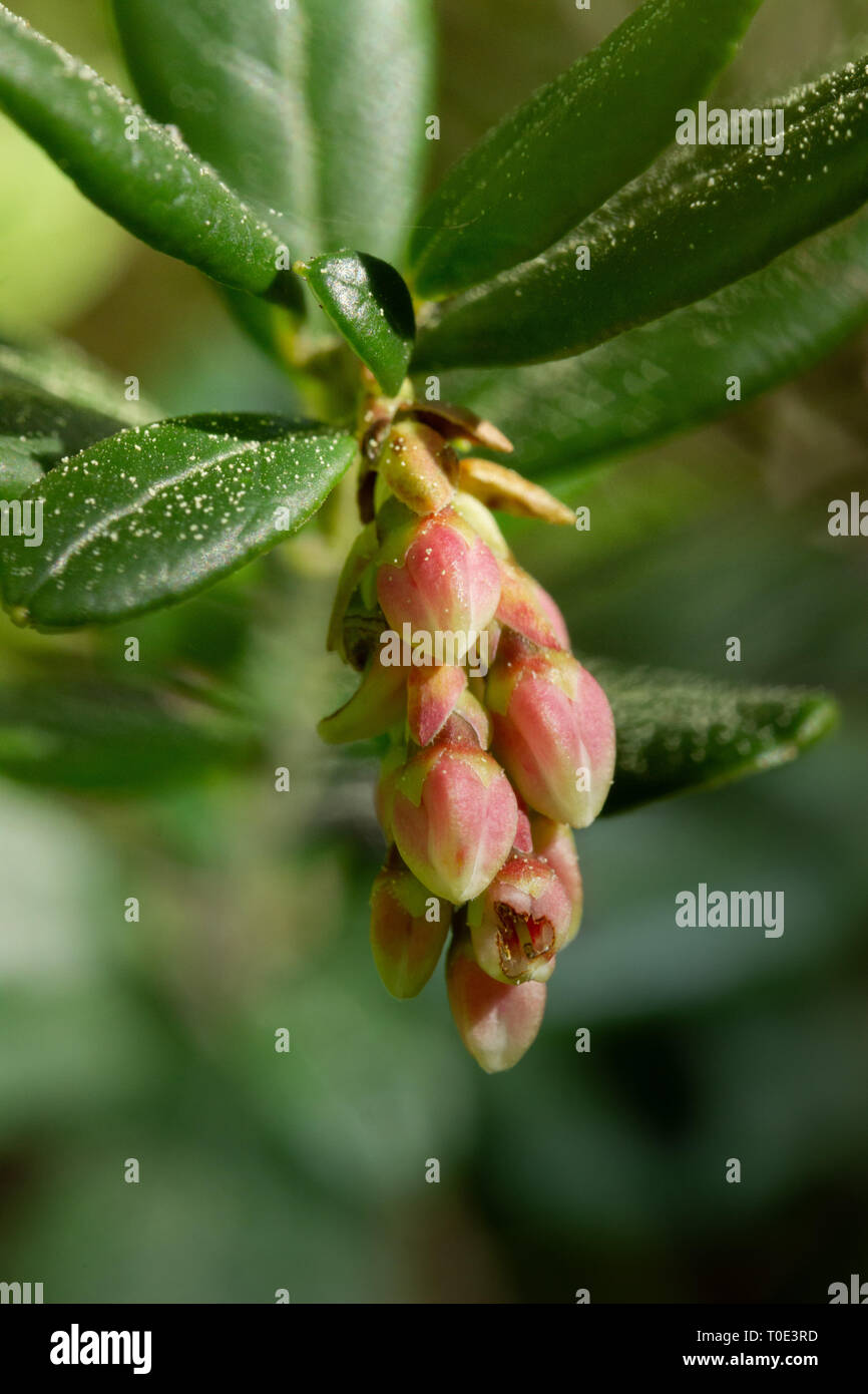 Macro Closeup colpo di Bilbery / Billbery o blaeberry o whimberry in vari paesi. Svezia Foto Stock