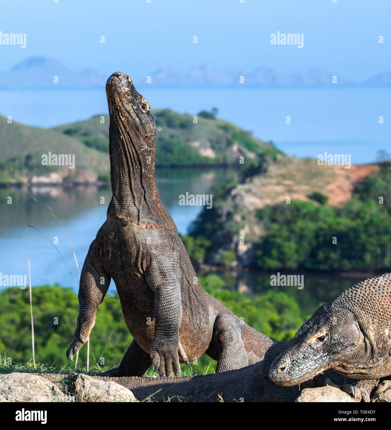 Il drago di Komodo si erge sulle zampe posteriori. Nome scientifico: Varanus komodoensis. Più grande lucertola vivente nel mondo. Isola di Rinca. Indonesia. Foto Stock