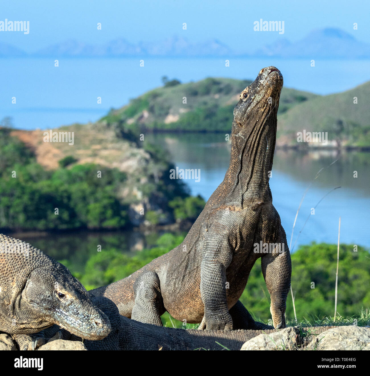 Il drago di Komodo si erge sulle zampe posteriori. Nome scientifico: Varanus komodoensis. Più grande lucertola vivente nel mondo. Isola di Rinca. Indonesia. Foto Stock