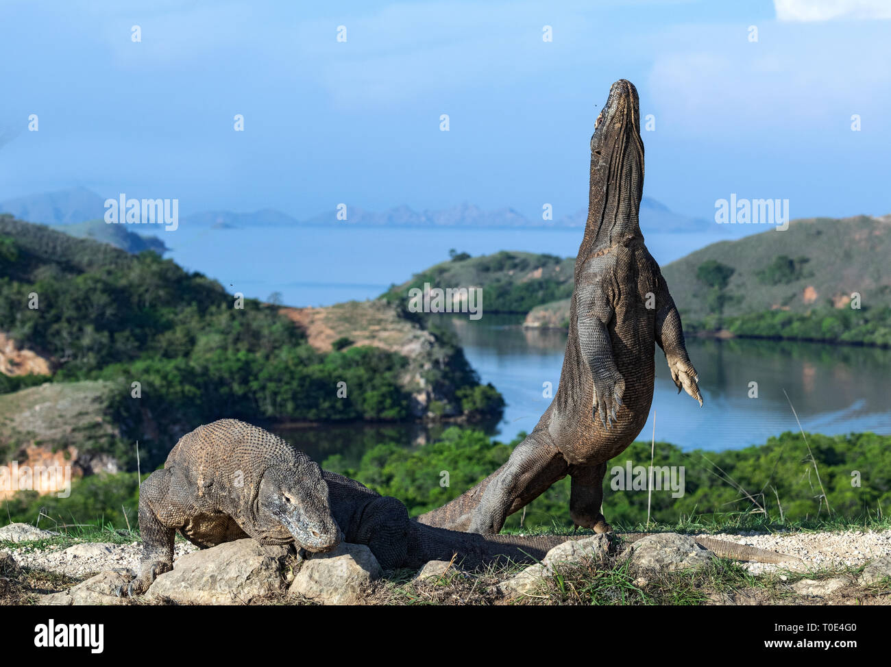 Il drago di Komodo si erge sulle zampe posteriori. Nome scientifico: Varanus komodoensis. Più grande lucertola vivente nel mondo. Isola di Rinca. Indonesia. Foto Stock