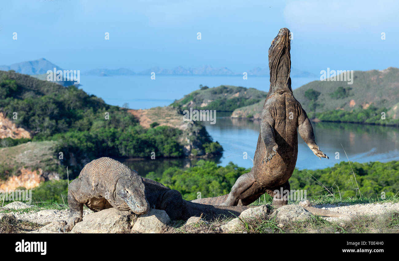 Il drago di Komodo si erge sulle zampe posteriori. Nome scientifico: Varanus komodoensis. Più grande lucertola vivente nel mondo. Isola di Rinca. Indonesia. Foto Stock