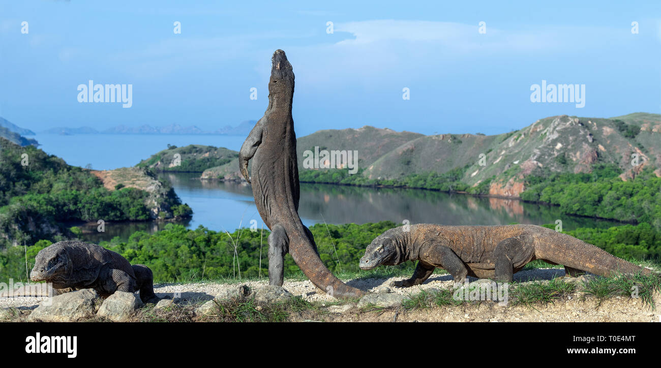 Il drago di Komodo si erge sulle zampe posteriori. Nome scientifico: Varanus komodoensis. Più grande lucertola vivente nel mondo. Isola di Rinca. Indonesia. Foto Stock