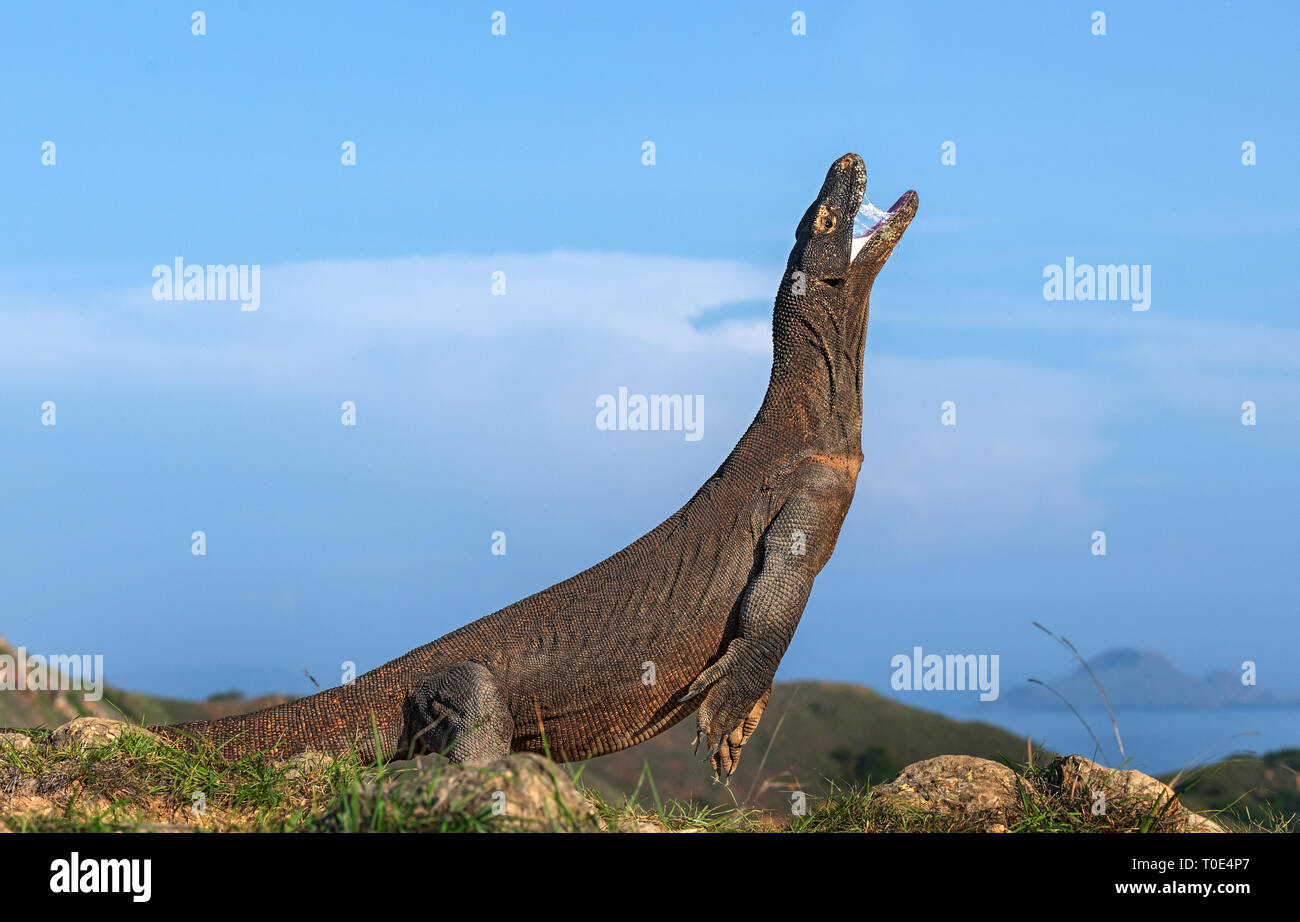 Il drago di Komodo si erge sulle zampe posteriori. Nome scientifico: Varanus komodoensis. Più grande lucertola vivente nel mondo. Isola di Rinca. Indonesia. Foto Stock