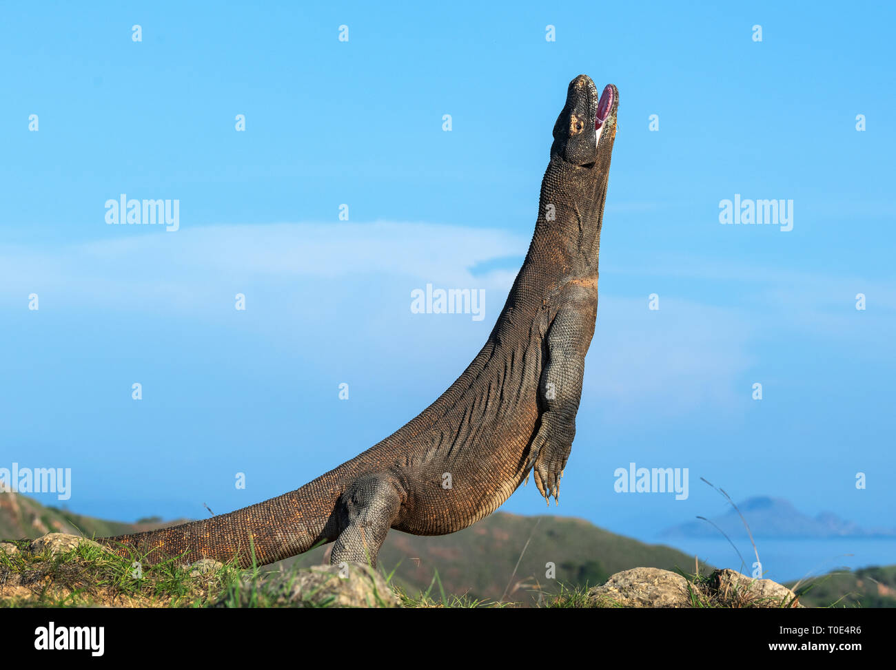 Il drago di Komodo si erge sulle zampe posteriori. Nome scientifico: Varanus komodoensis. Più grande lucertola vivente nel mondo. Isola di Rinca. Indonesia. Foto Stock