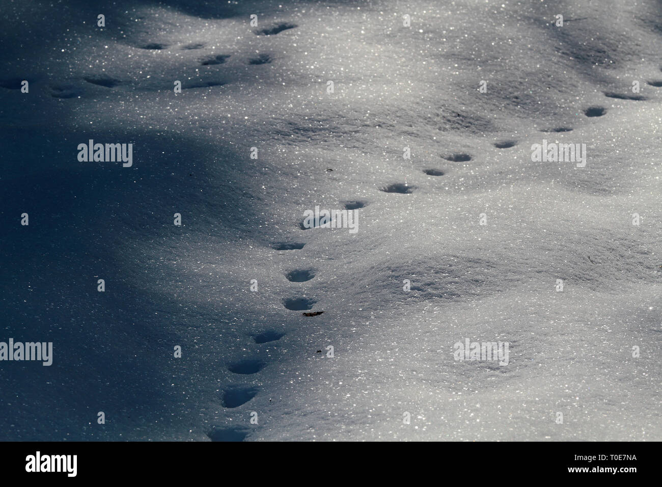 Piede di animale di stampe in liscia coltre di neve su una chiara e soleggiata giornata invernale Foto Stock