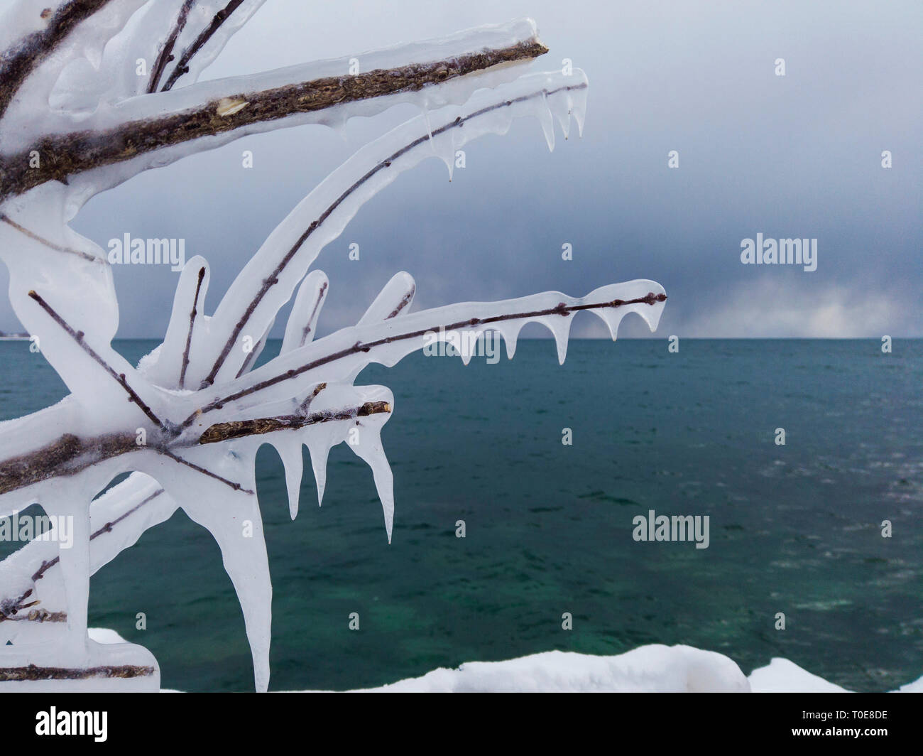 I rami di un albero coperto di uno spesso strato di ghiaccio nel mezzo di un freddo inverno Foto Stock