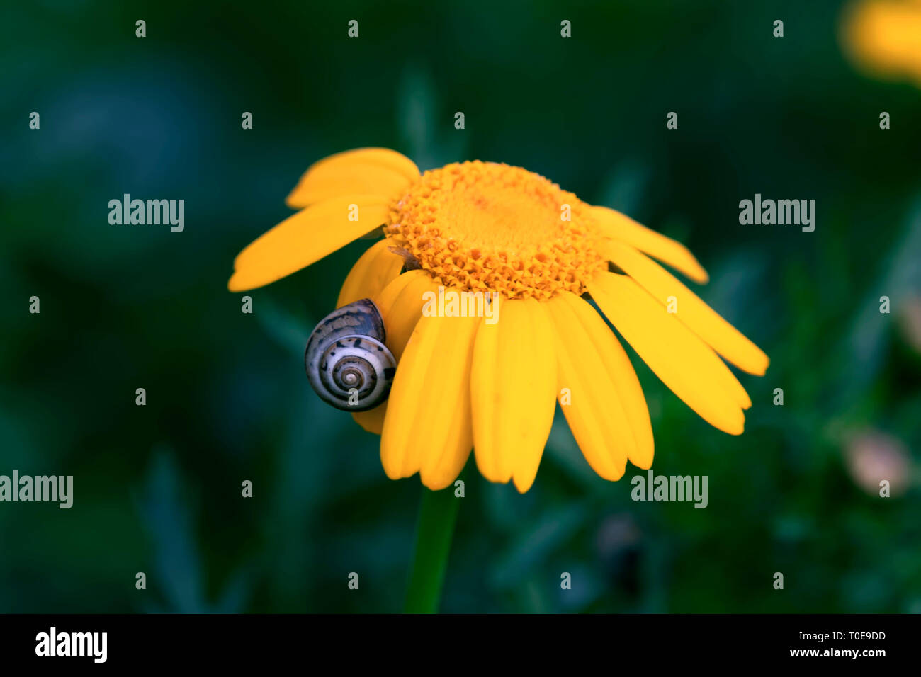 Close-up di una lumaca seduto su un petalo di un giallo crisantemo selvatico Foto Stock