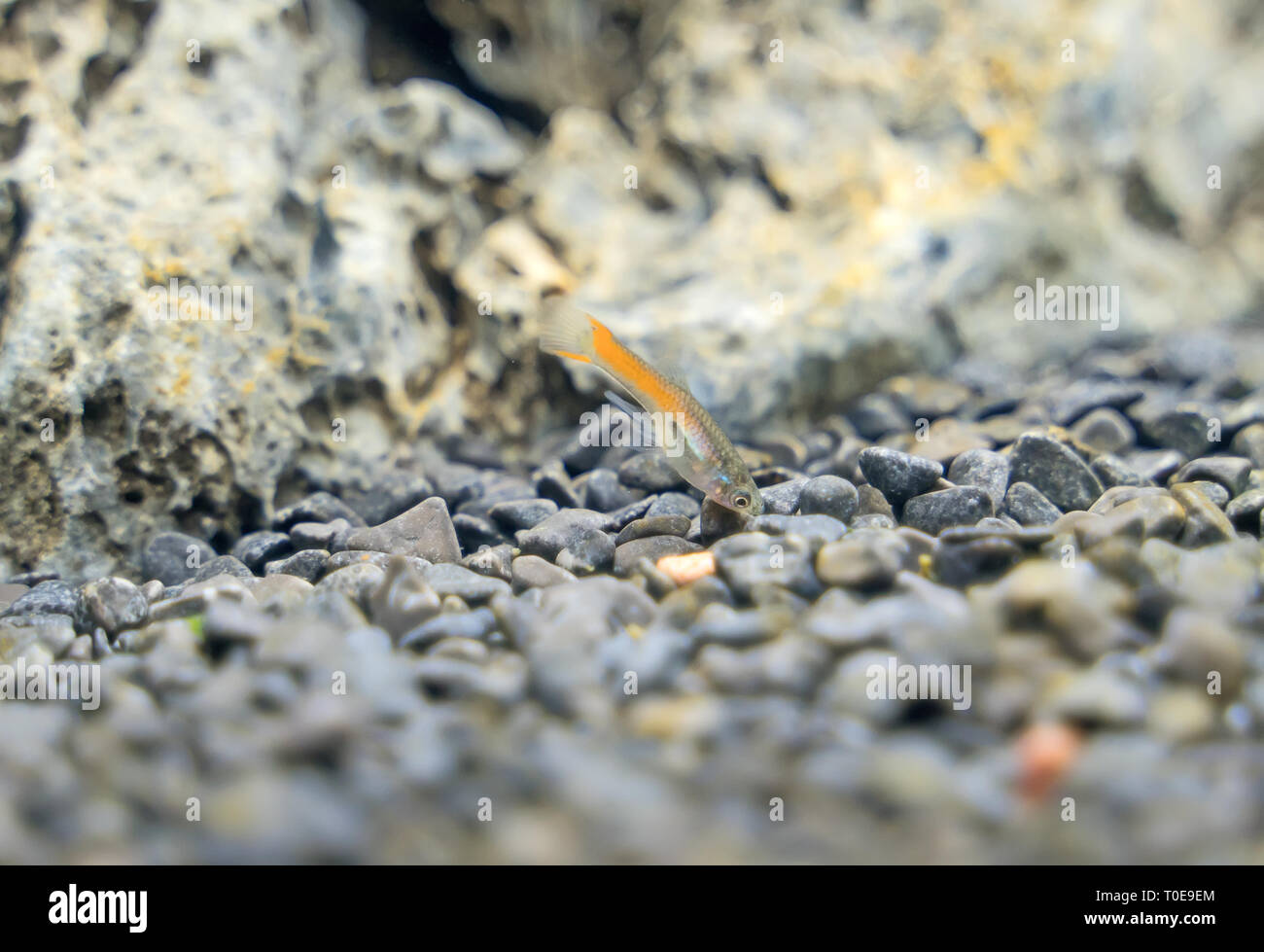 Guppy endler nell acquario d acqua dolce. Poecilia reticulata. Foto Stock