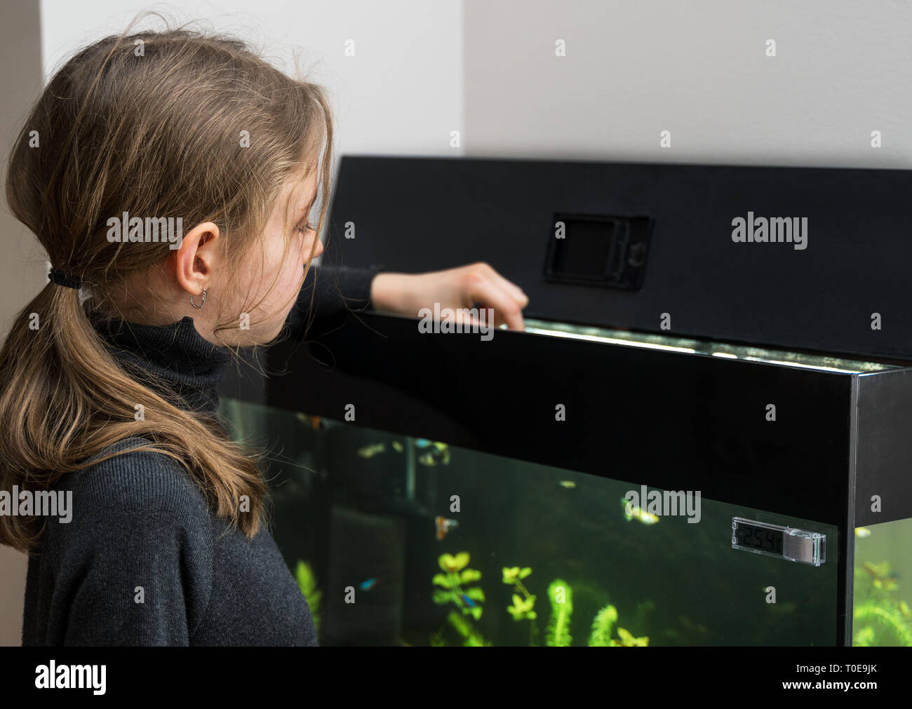 Bambina l'alimentazione dei pesci in acquario. Foto Stock