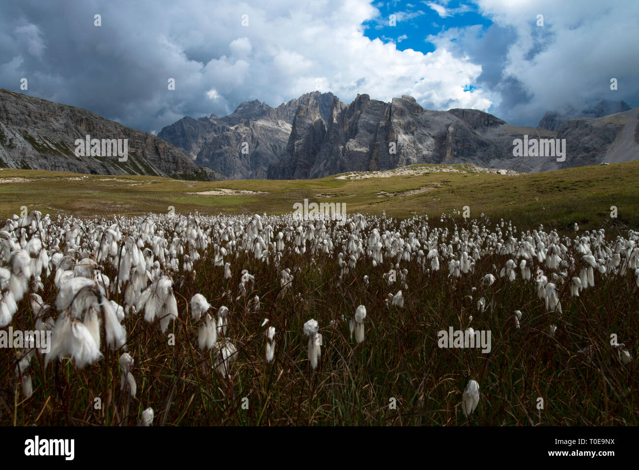 Bellissimi fiori bianchi nel paesaggio di montagna in primo piano,  Dolomiti. Latifolium Eryophorum anche chiamato cottongrass, cotone-erba o  cottonsedge Foto stock - Alamy