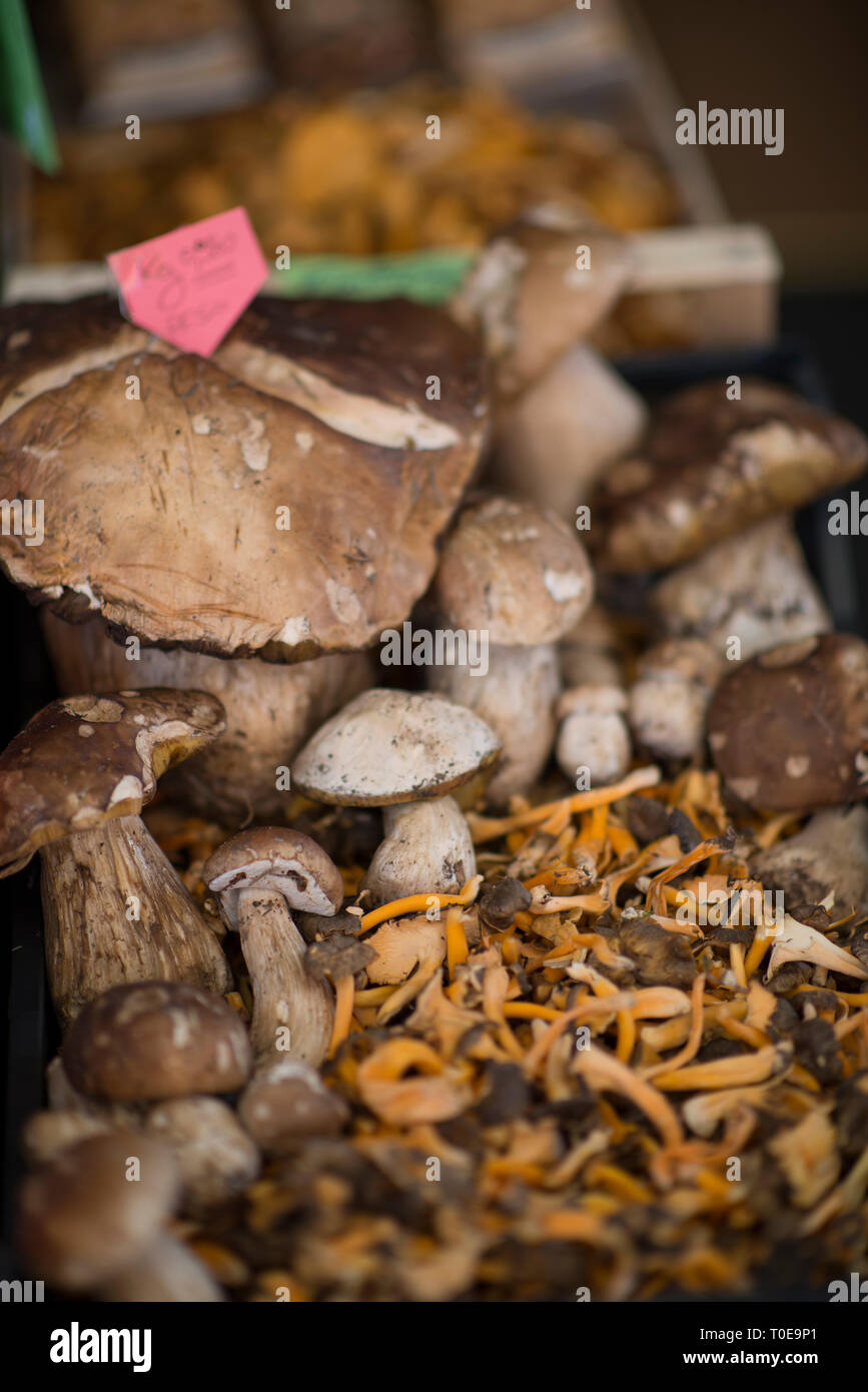 Boletus edulis (penny bun, porcini, porcino o porcini) e giallo dorato (chanterelle Cantharellus cibarius) Foto Stock