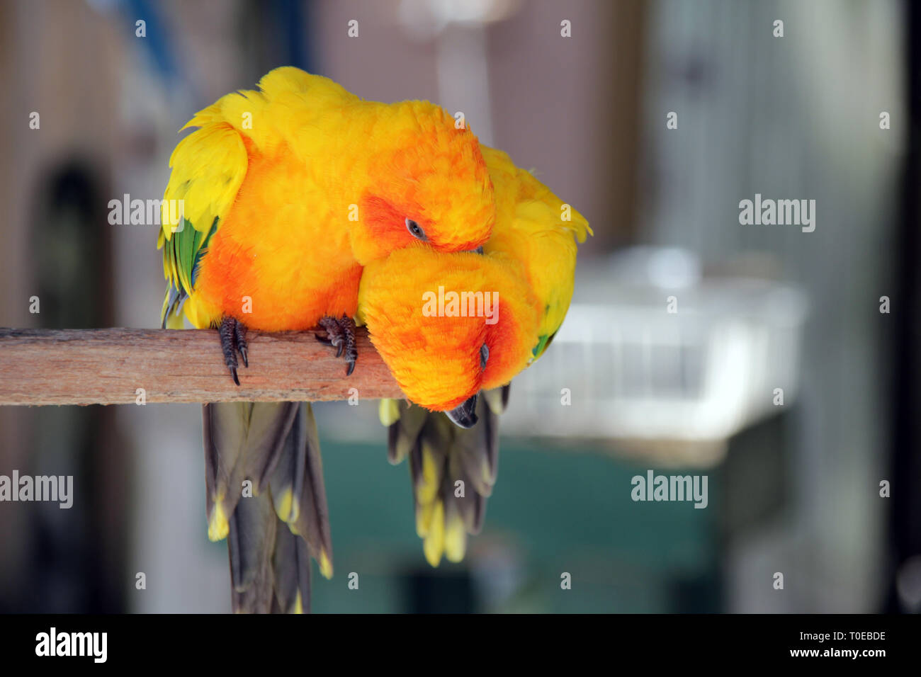 Due bella somma conures preening ogni altro Foto Stock