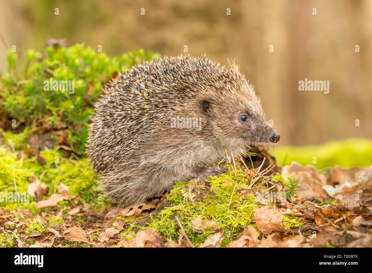 Riccio (Erinaceus europaeus) selvatica, nativo, hedgehog europea nel bosco naturale habitat durante la primavera con il verde muschio e sfondo sfocato. Foto Stock