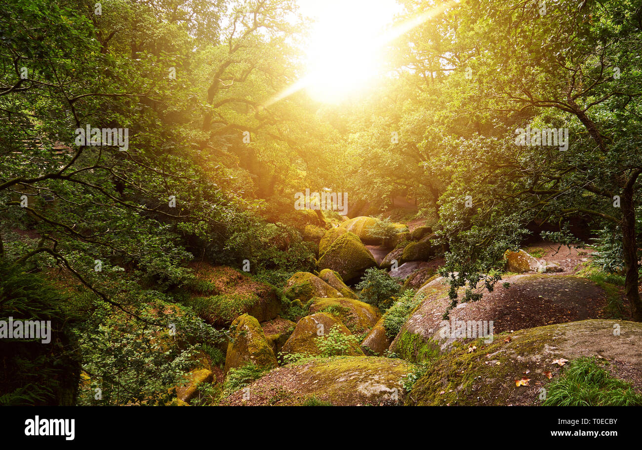 Soleggiato verde foresta in estate con grandi rocce in Huelgoat, Francia Foto Stock