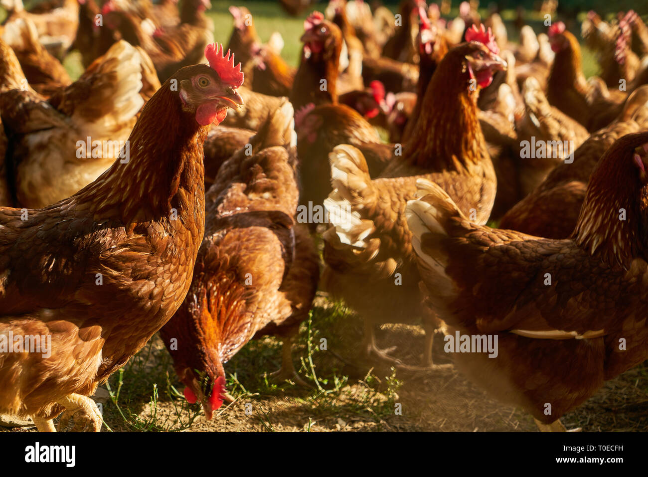 I polli ruspanti come galline ovaiole su un organico di fattoria di pollo Foto Stock