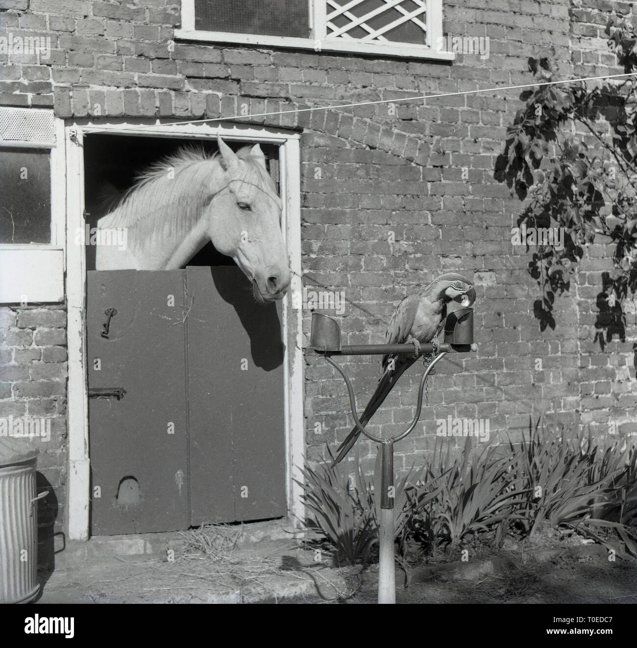 1964, cavallo in maneggio con la sua testa sopra la porta della stalla guardando un pappagallo seduto fuori sul suo pesce persico, Inghilterra, Regno Unito. Foto Stock