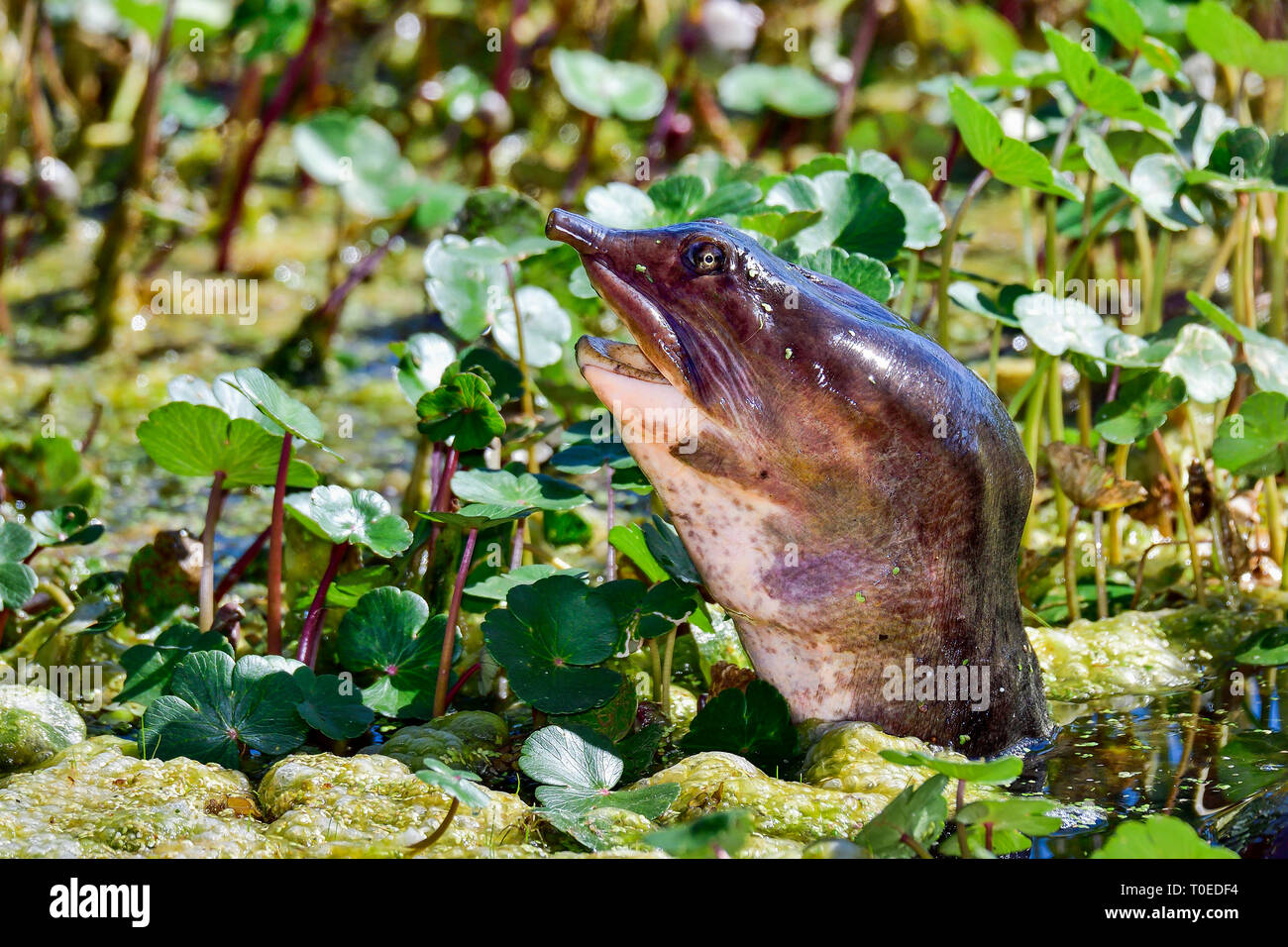Florida Softshell tartaruga è spiata sotto la superficie di crescita. Foto Stock