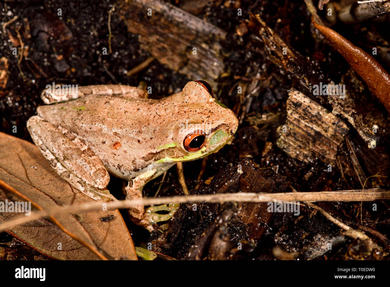Treefrog cubana sul suolo della foresta Foto Stock