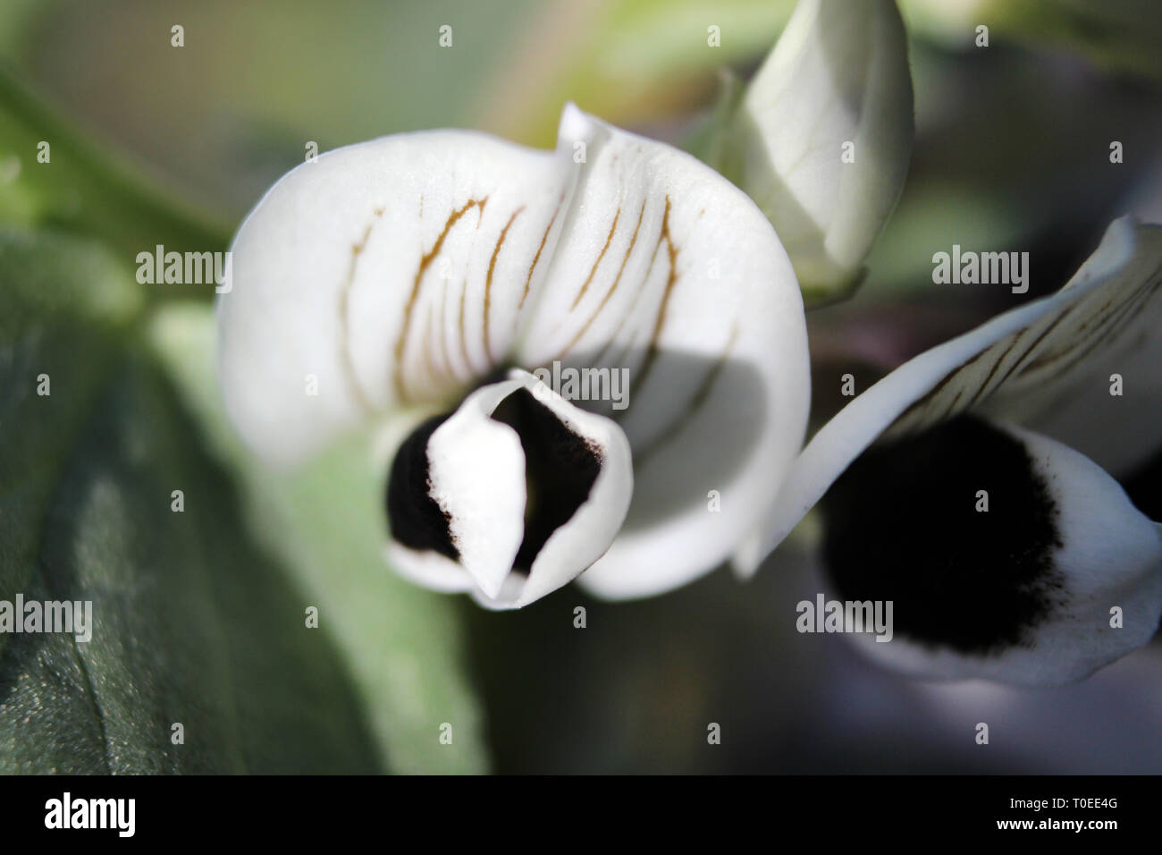 Fava (vicia fava) fiore Foto Stock