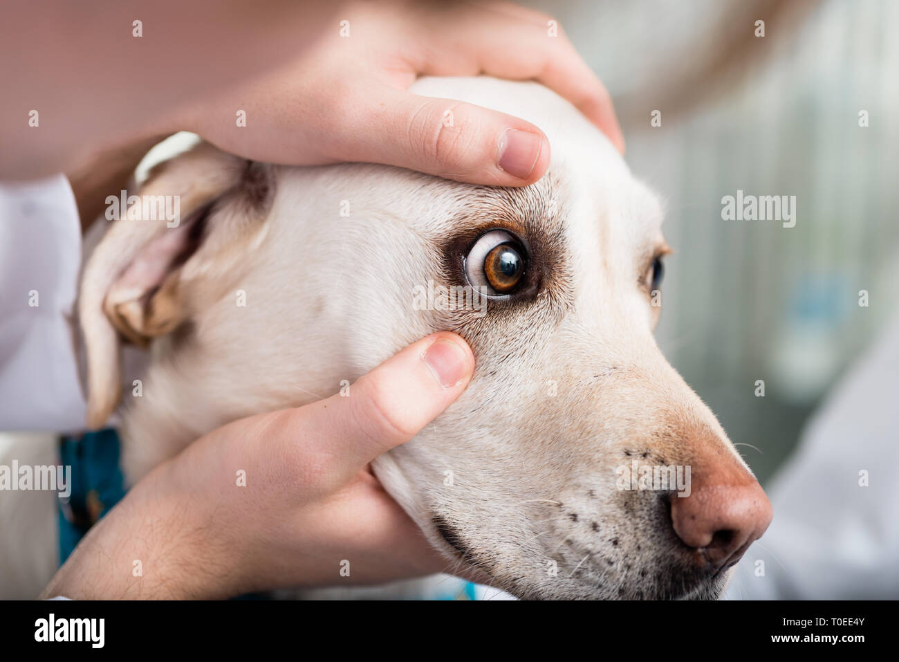 Il controllo veterinario cane's eye Foto Stock