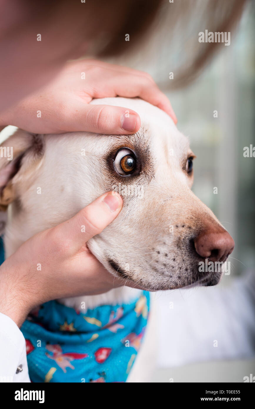 Veterinario esaminando cane's eye Foto Stock