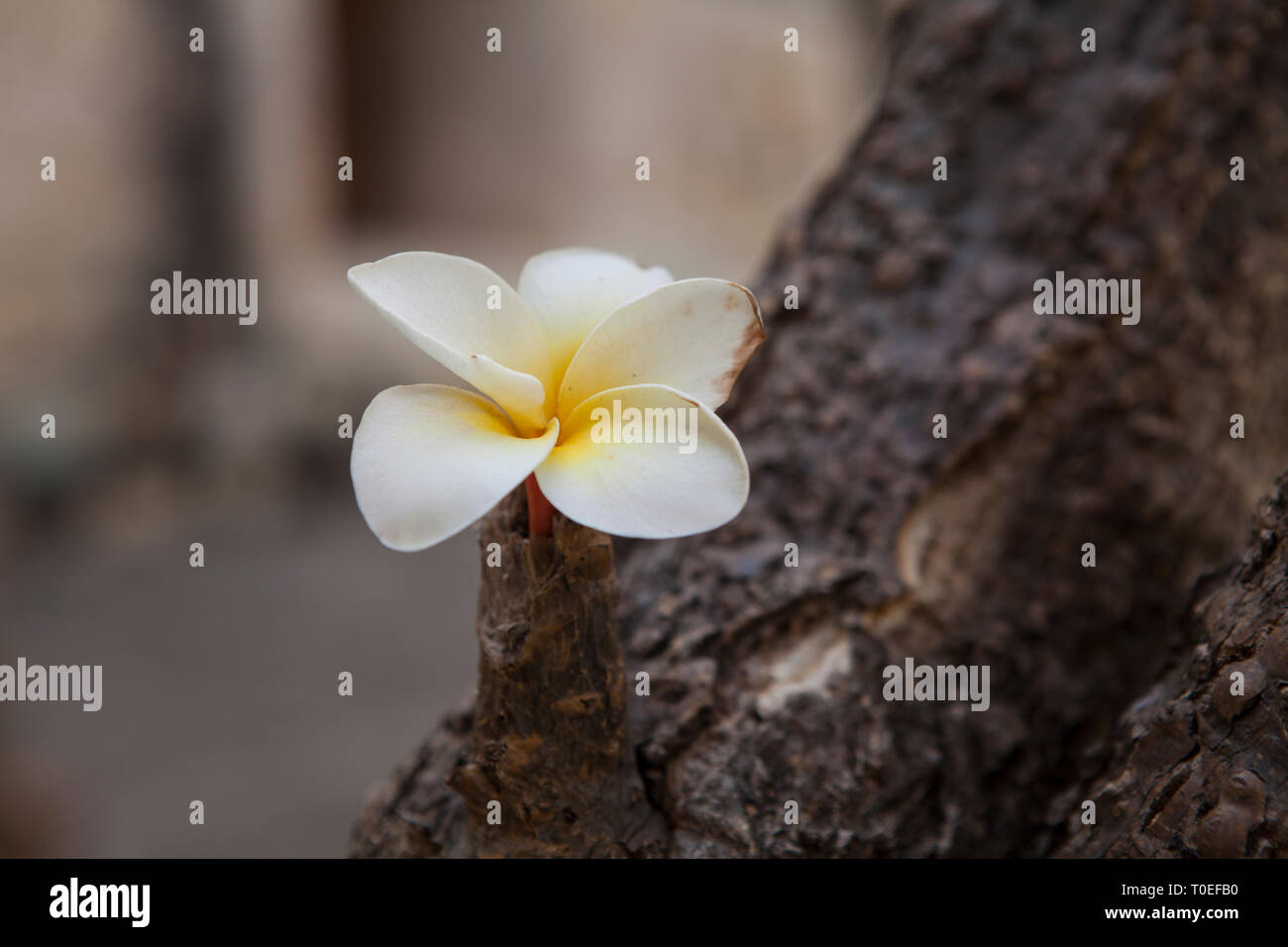 La Plumeria fiorisce sul tronco di un albero in un cortile del Museo delle Culture di Oaxaca, Santo Domingo in Oaxaca, Messico, 7 marzo 2019. Foto Stock