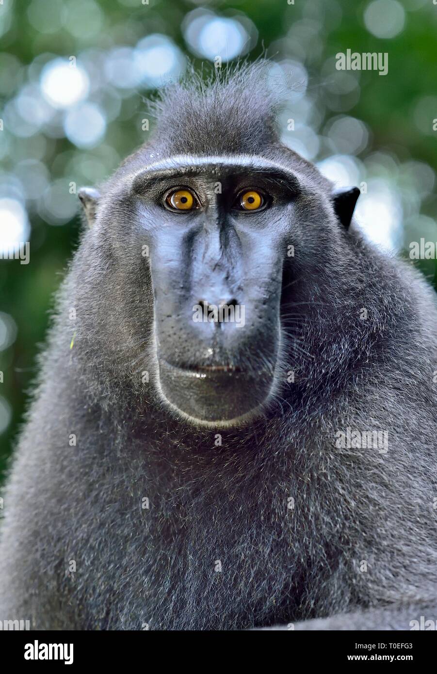 Di Celebes macaco crestato . Close up ritratto. Crested macaco nero, Sulawesi crested macaco o il black ape. Habitat naturale. Sulawesi. Indone Foto Stock