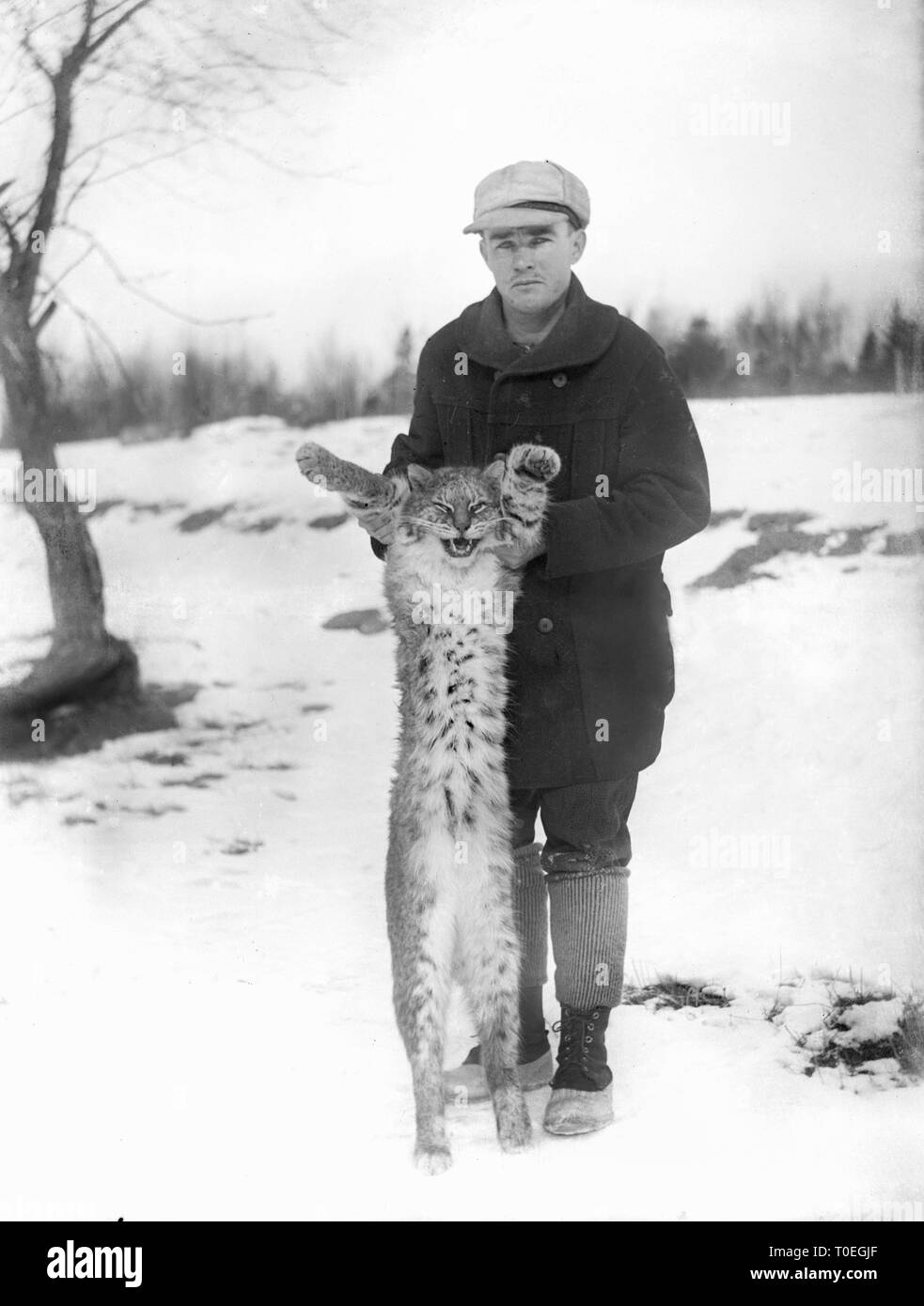 Un giovane uomo visualizza il suo trofeo Maine bobcat o lynx, ca. 1915. Foto Stock