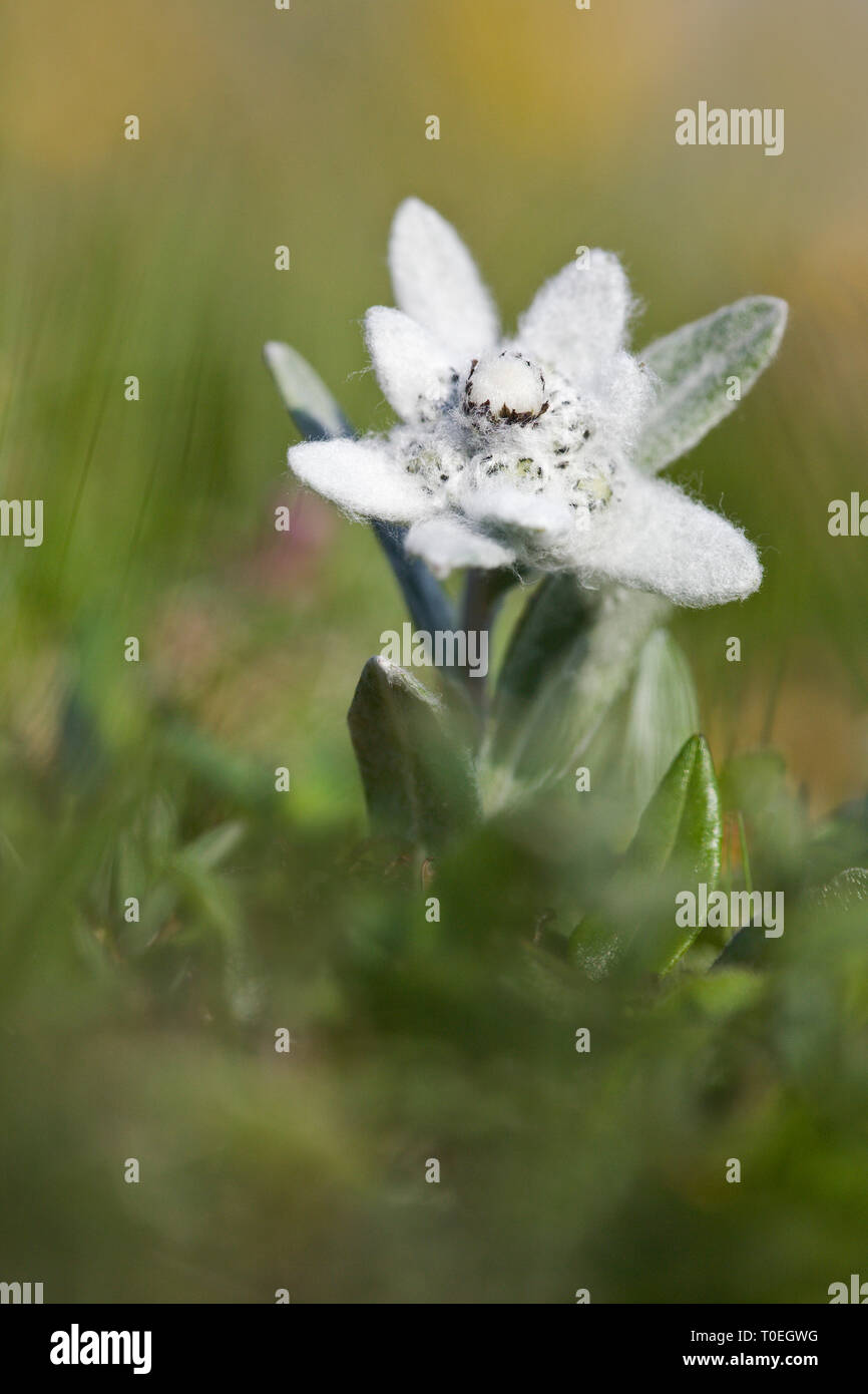 Edelweiss Leontopodium alpinum Mangrt Pass, il Parco Nazionale del Triglav, sulle Alpi Giulie, Gorenjska, Slovenia Foto Stock