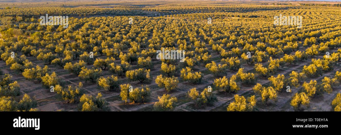 Filari di alberi di olivo ripresa dall'alto nel sole di setting ideale per una testata, Foto Stock