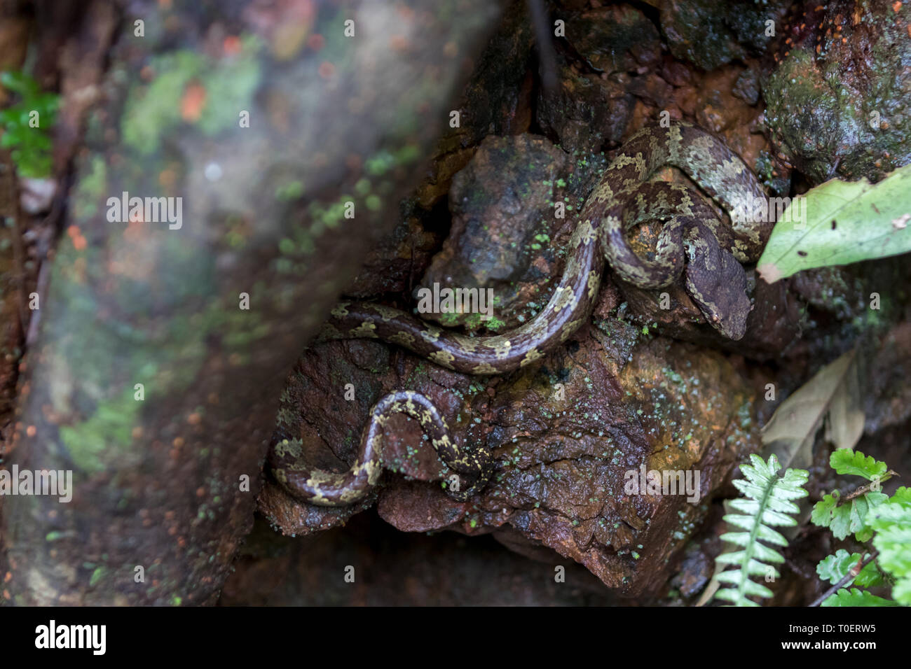 Malabar buca viper (Trimeresurus malabaricus) è ben camuffato serpente che riposa su un ramo di albero trovato durante la stagione monsonica nella foresta pluviale di Agumbe Foto Stock