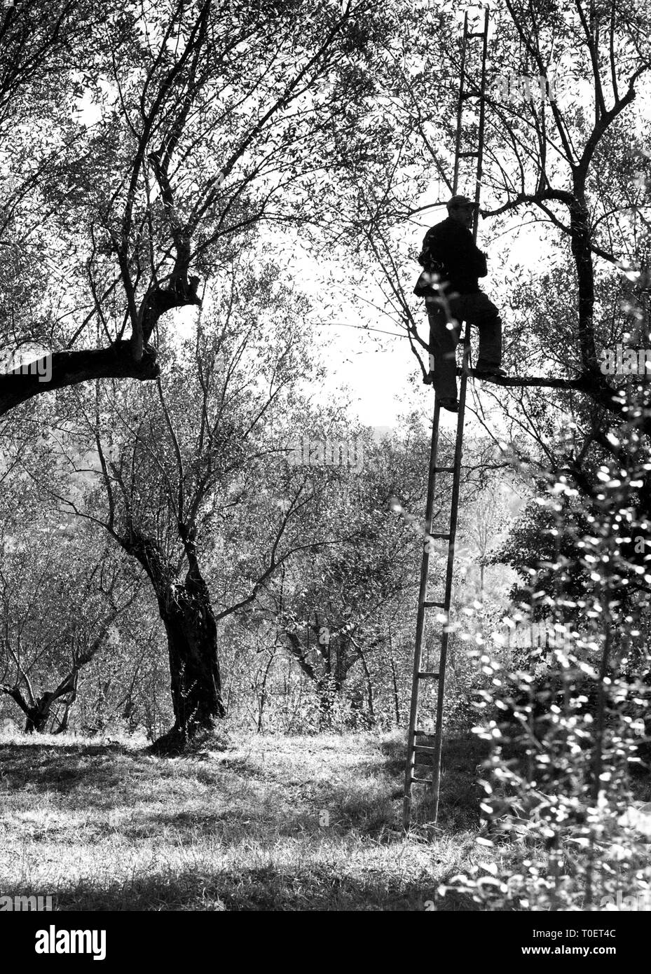La raccolta delle olive, Italia, campania, Sessa Aurunca Foto Stock