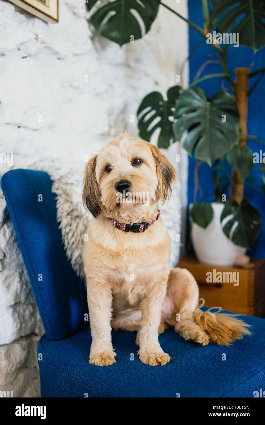 Cane in un salotto seduta su un divano blu Foto Stock