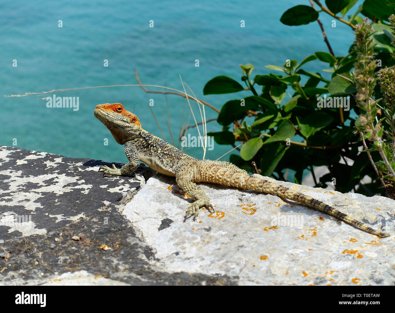 Giovani agame su una parete, Corfù, Grecia Foto Stock