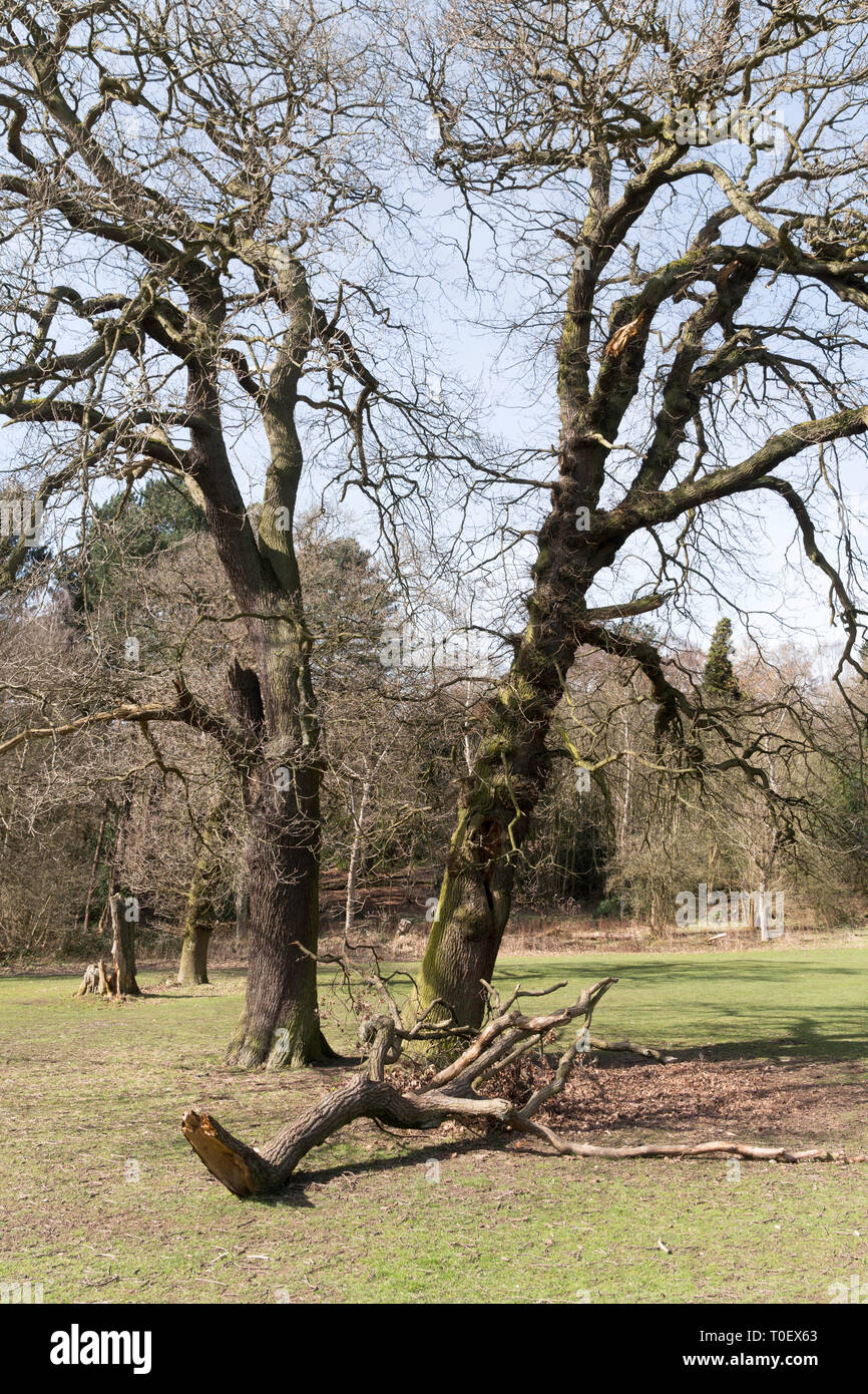 Il ramo soffiata da un albero in una tempesta, Roundhay Park, Leeds, West Yorkshire, Inghilterra, Regno Unito Foto Stock