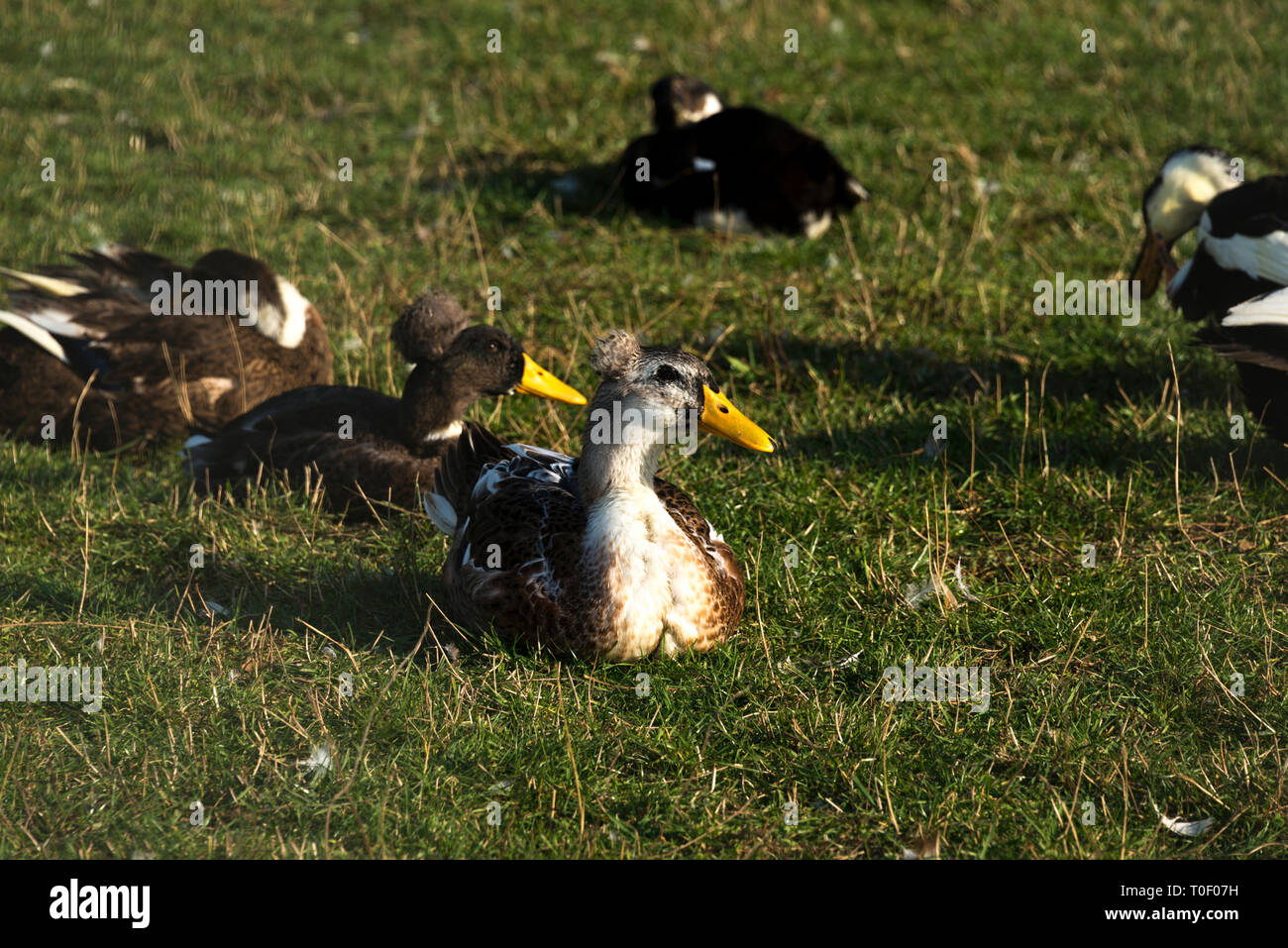 Le anatre domestiche (Anas platyrhynchos domesticus) Foto Stock