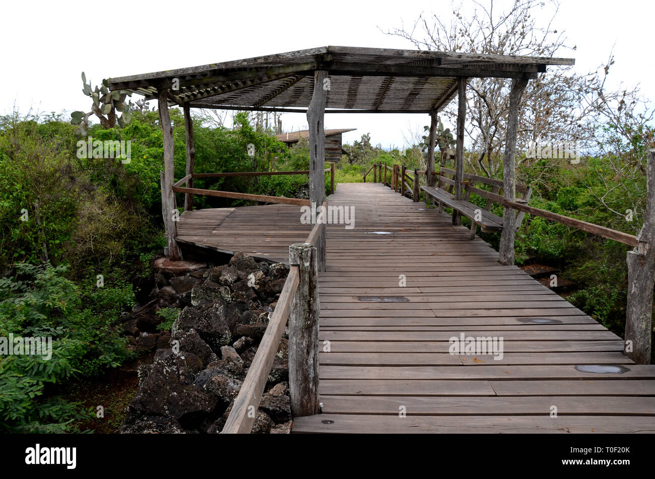 Le Galapagos Parco Nazionale di Darwin Isla Santa Cruz Foto Stock