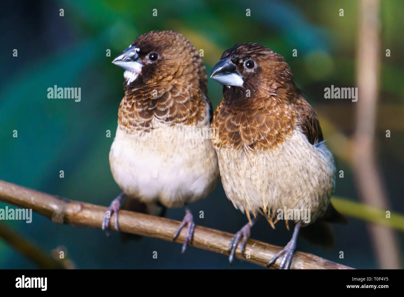 Due società Finch uccelli, Bloedel Conservatory Vancouver BC, Canada Foto Stock