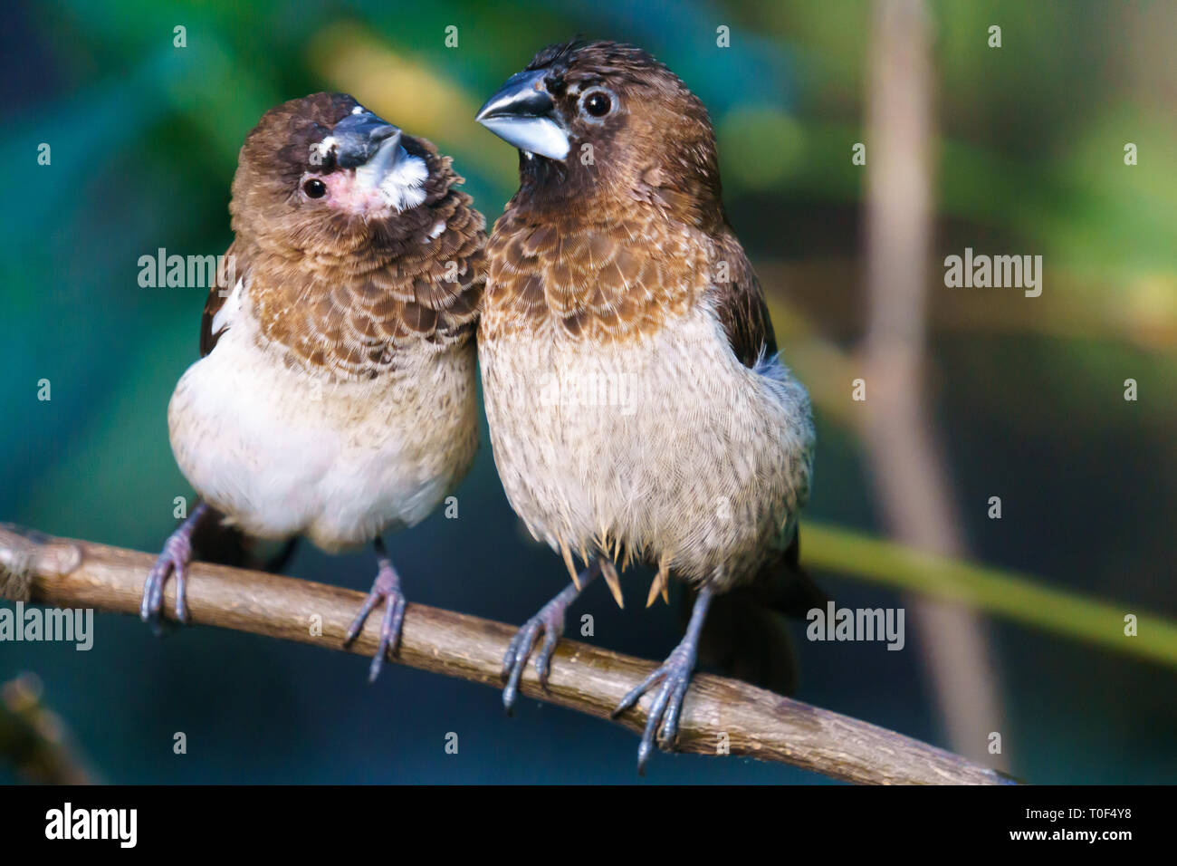 Due società Finch uccelli, Bloedel Conservatory Vancouver BC, Canada Foto Stock