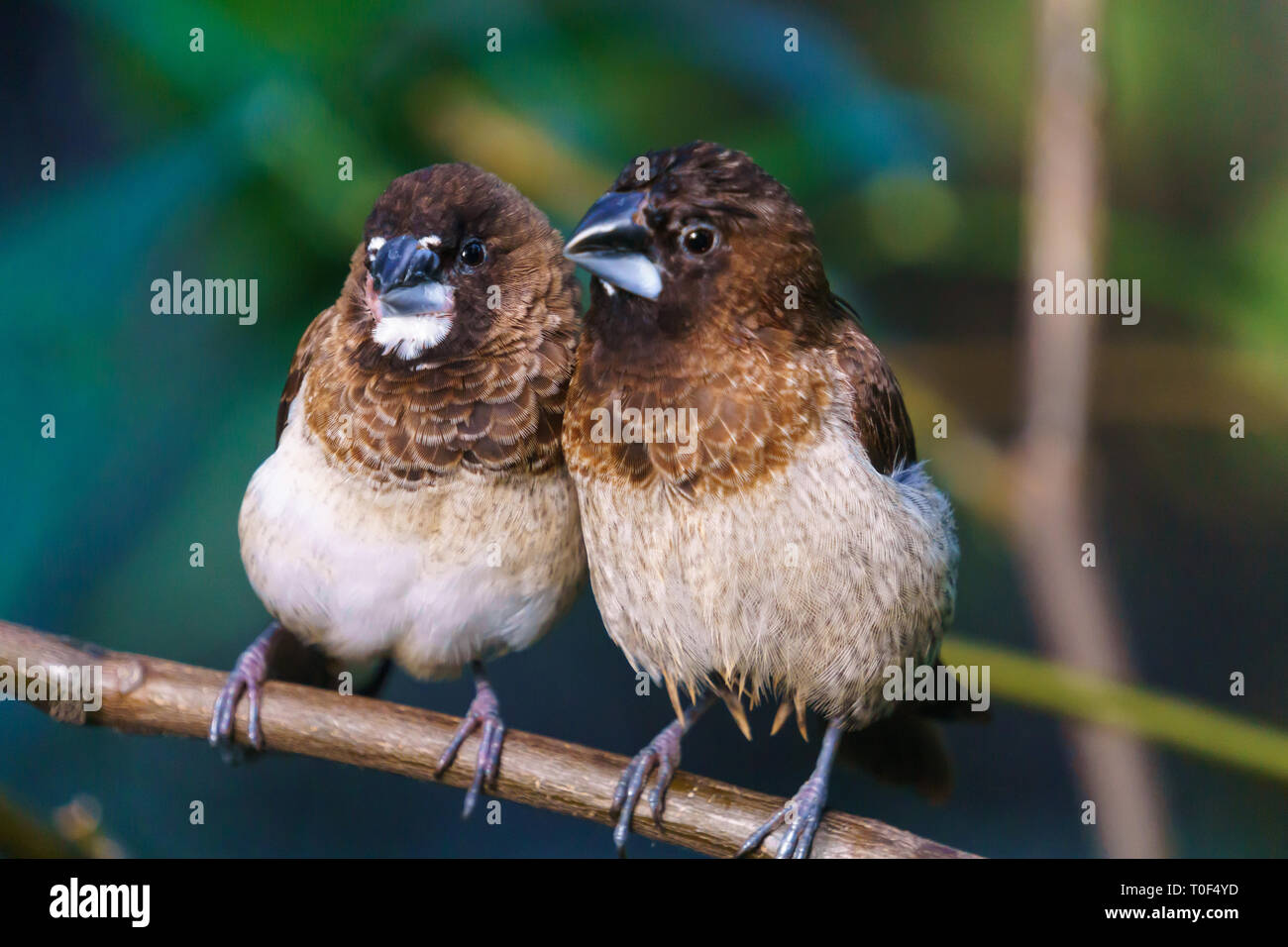 Due società Finch uccelli, Bloedel Conservatory Vancouver BC, Canada Foto Stock