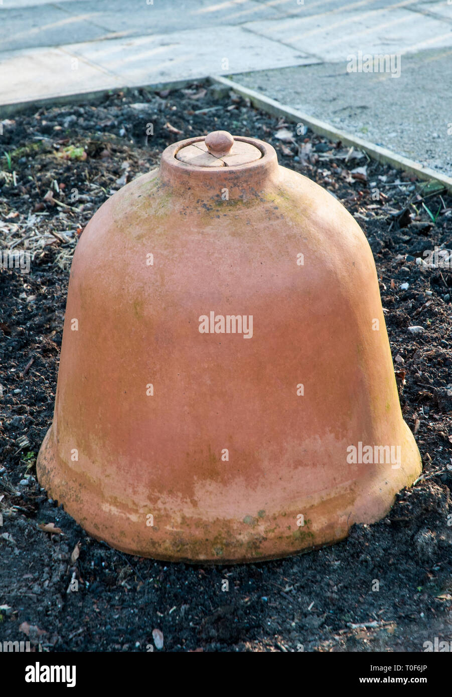 Terracotta rabarbaro che forzano la campana o il vaso di forzamento. Foto Stock