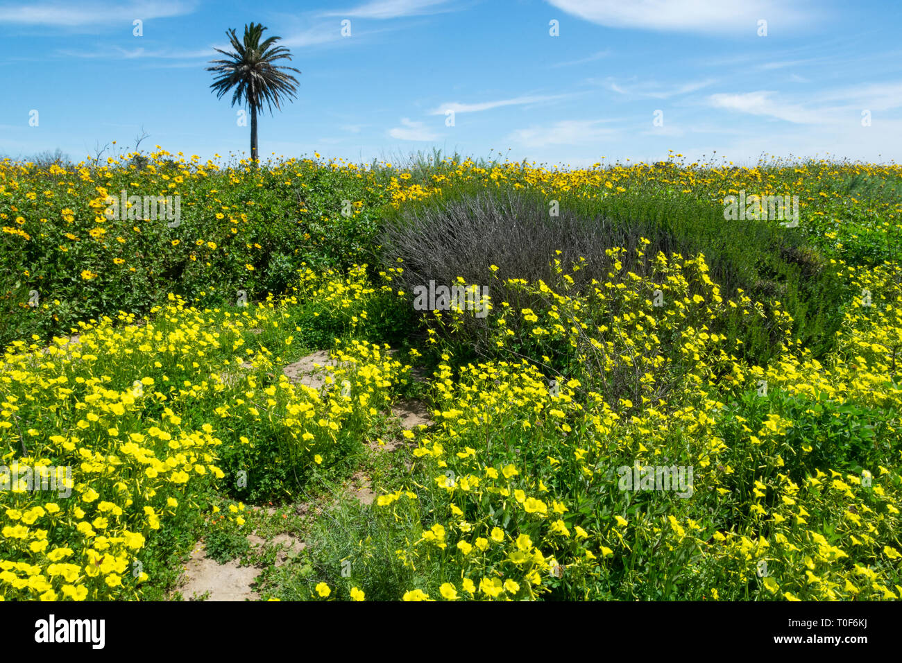 Super Bloom 2019 - Giornata di Primavera a Bolsa Chica riserva ecologica con i campi di fiori selvatici giallo & Coast Girasoli giustapposta ad una singola palm. Foto Stock