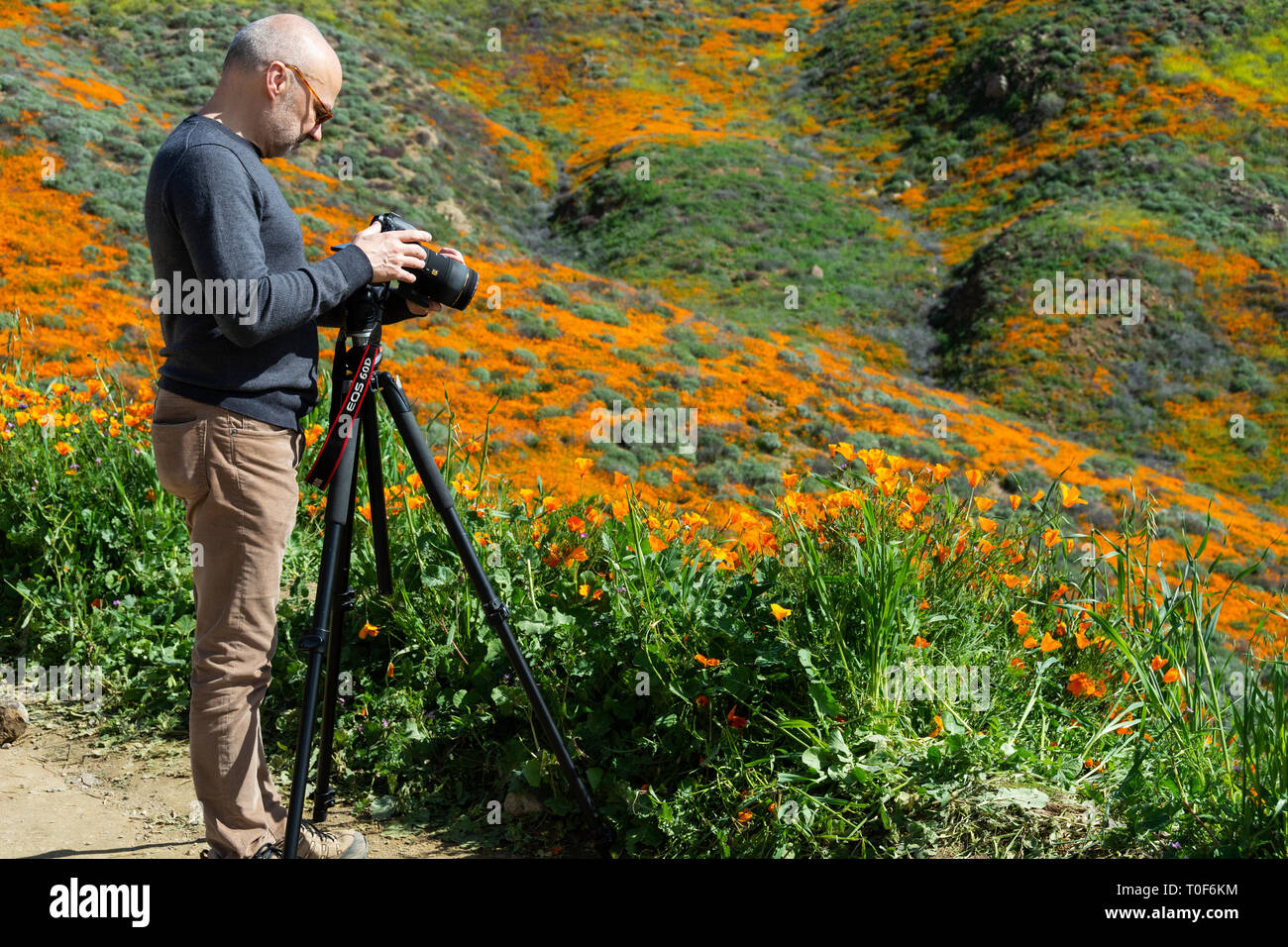 Super Bloom 2019. Prima della sua chiusura, fotografi, come questo uomo, erano fuori a frotte per scattare foto di papaveri a Walker Canyon. Foto Stock