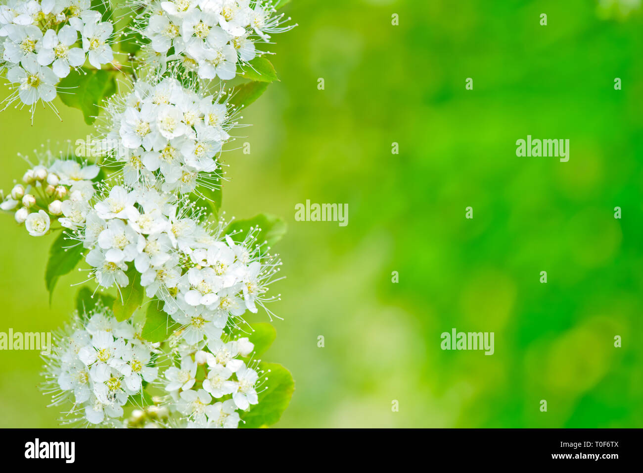 Elm-leaf spirea (Spiraea chamaedryfolia) fiori. Foto Stock