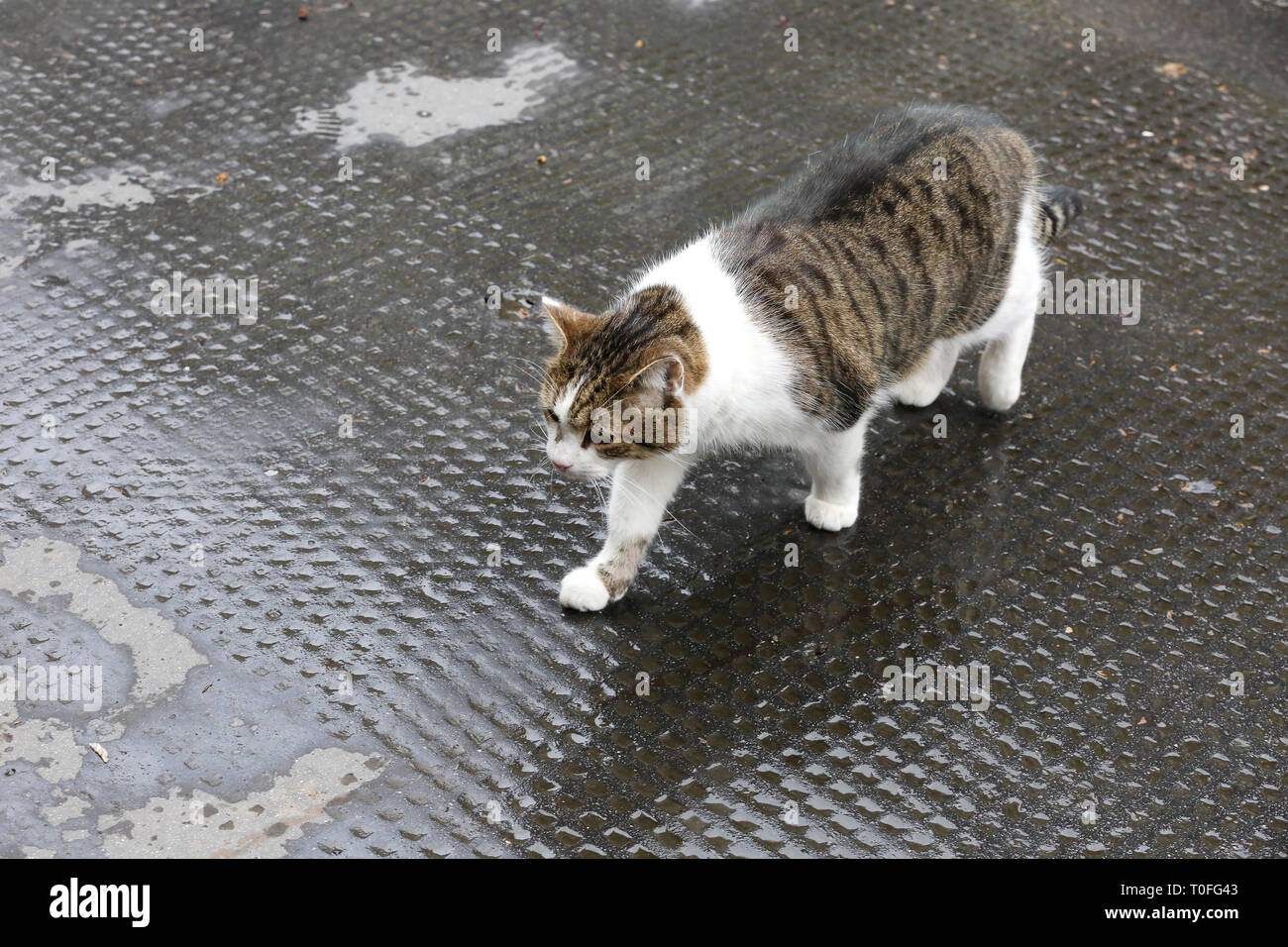 Larry, 10 Downing Street cat e Chief Mouser per l'Ufficio di gabinetto è visto in Downing Street. Foto Stock